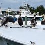 <p align=left>où on verra gros bateaux, pélicans en quête de poissons...